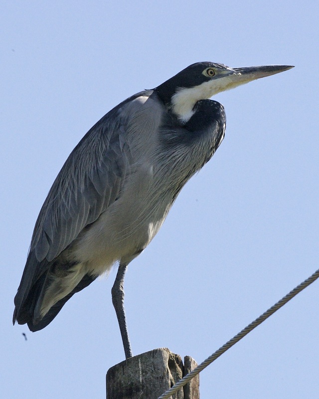 Decoying South Africa Heron